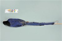 臺灣藍鵲藏品圖，第13張